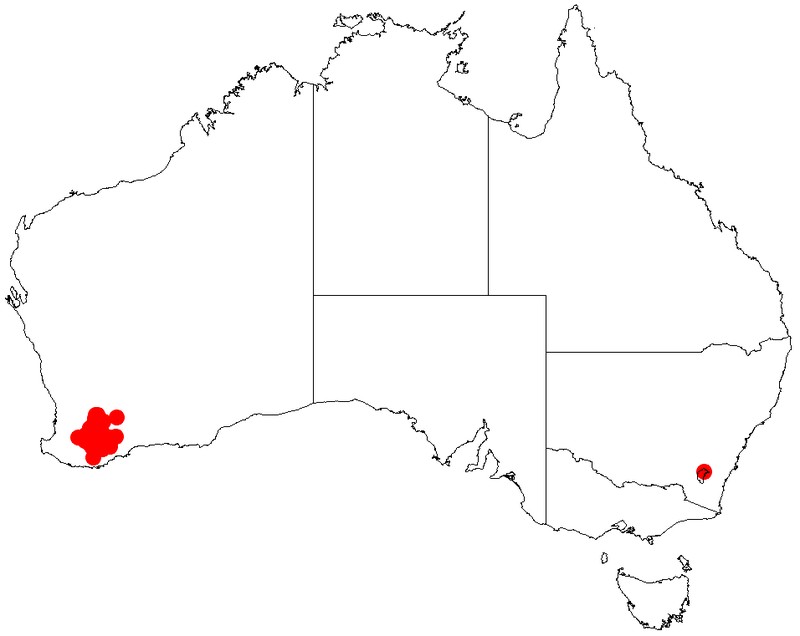 Acacia pulviniformis