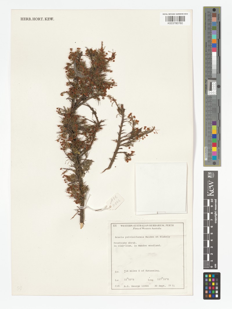 Acacia pulviniformis photo 2