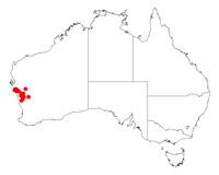 Acacia puncticulata