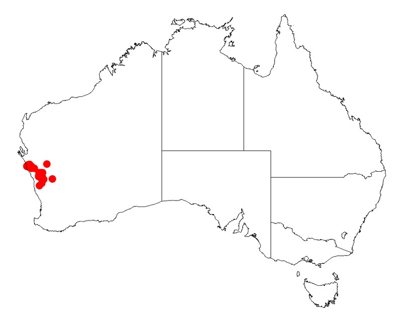 Acacia puncticulata