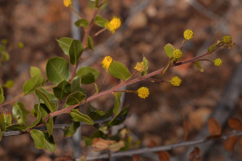 Acacia puncticulata photo 2