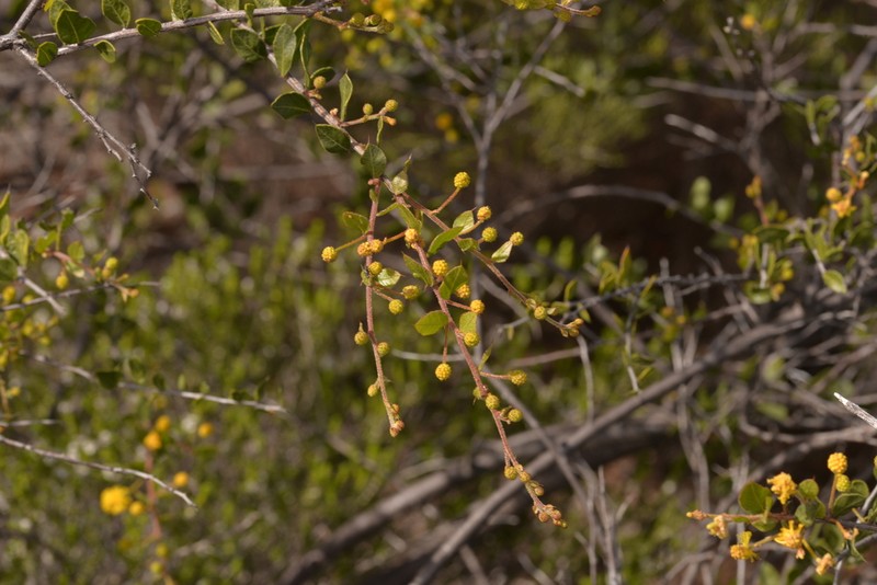 Acacia puncticulata photo 3