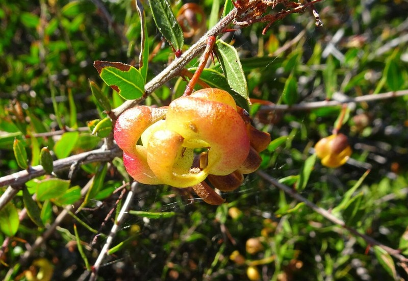 Acacia puncticulata photo 4