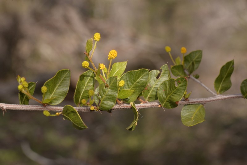 Acacia puncticulata photo 5