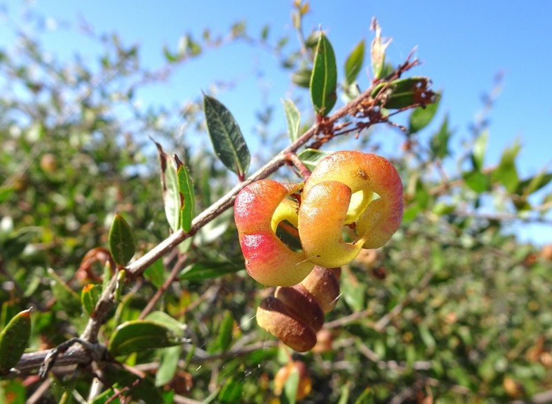 Acacia puncticulata photo 6