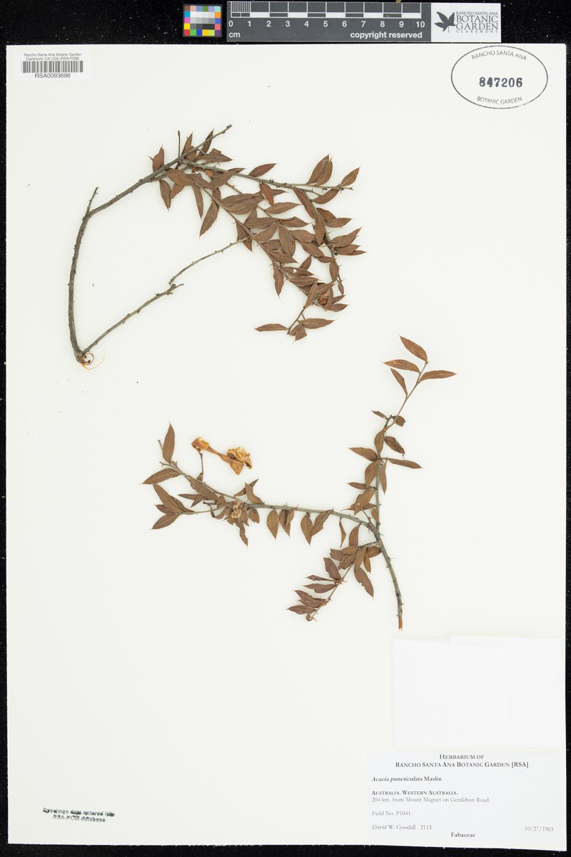 Acacia puncticulata photo 7