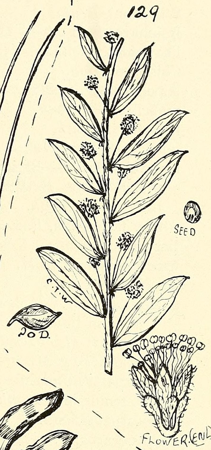 Acacia purpureapetala