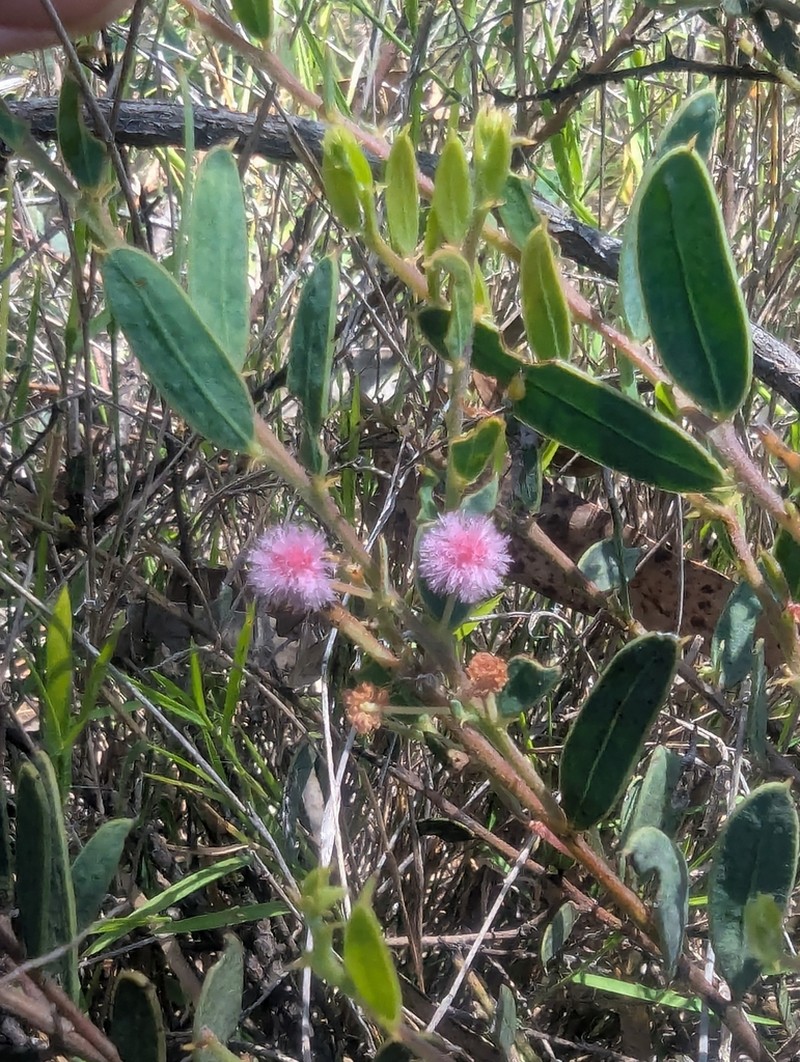 Acacia purpureapetala photo 2