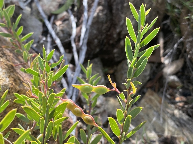 Acacia purpureapetala photo 3