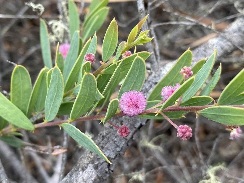 Acacia purpureapetala photo 4