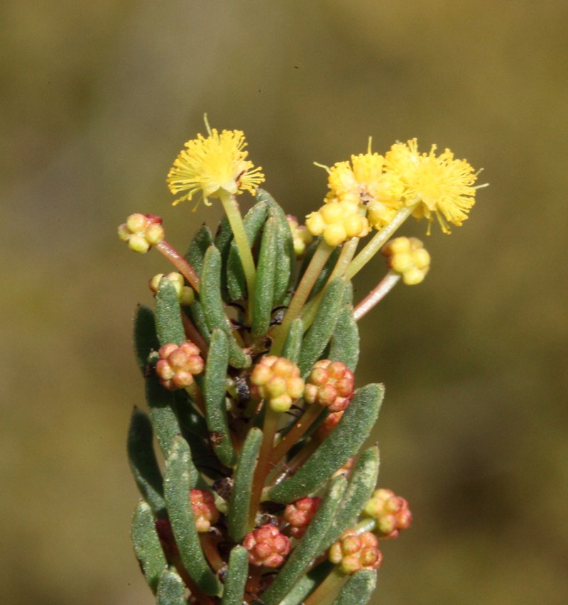Acacia pusilla photo 2