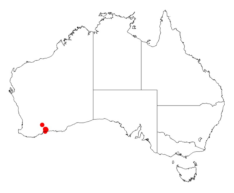 Acacia pusilla
