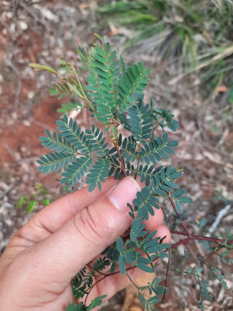 Acacia pustula photo 2