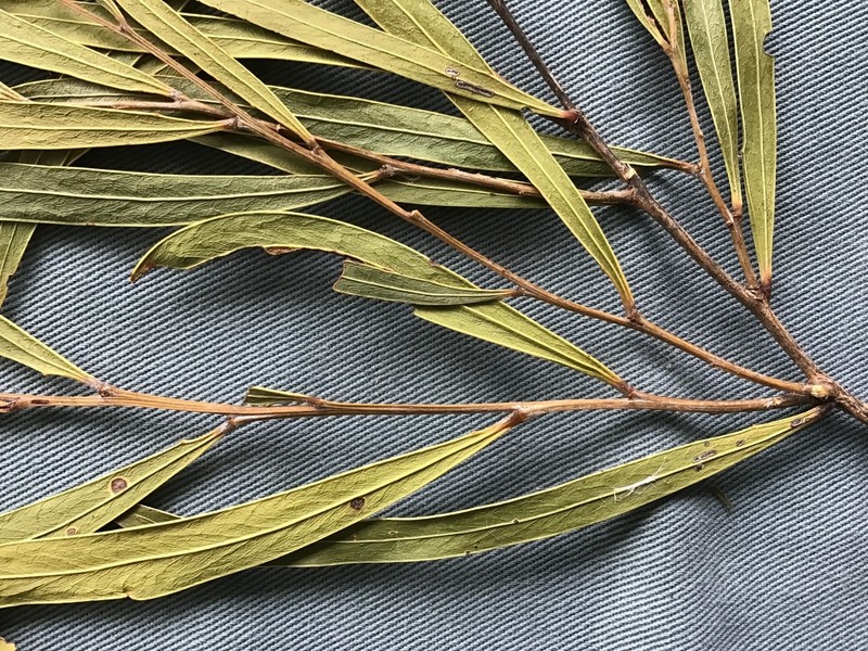 Acacia pustula photo 3