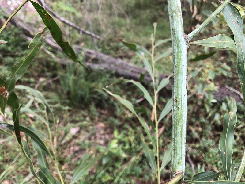 Acacia pustula photo 4