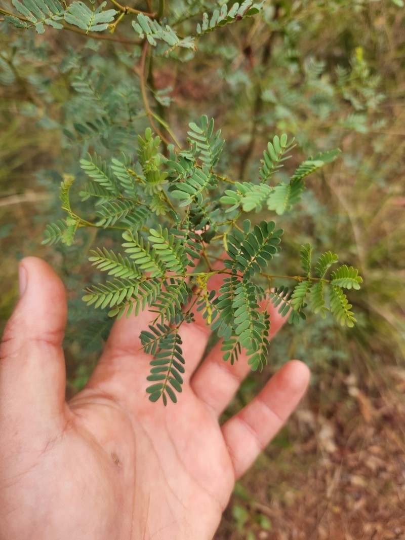 Acacia pustula photo 5