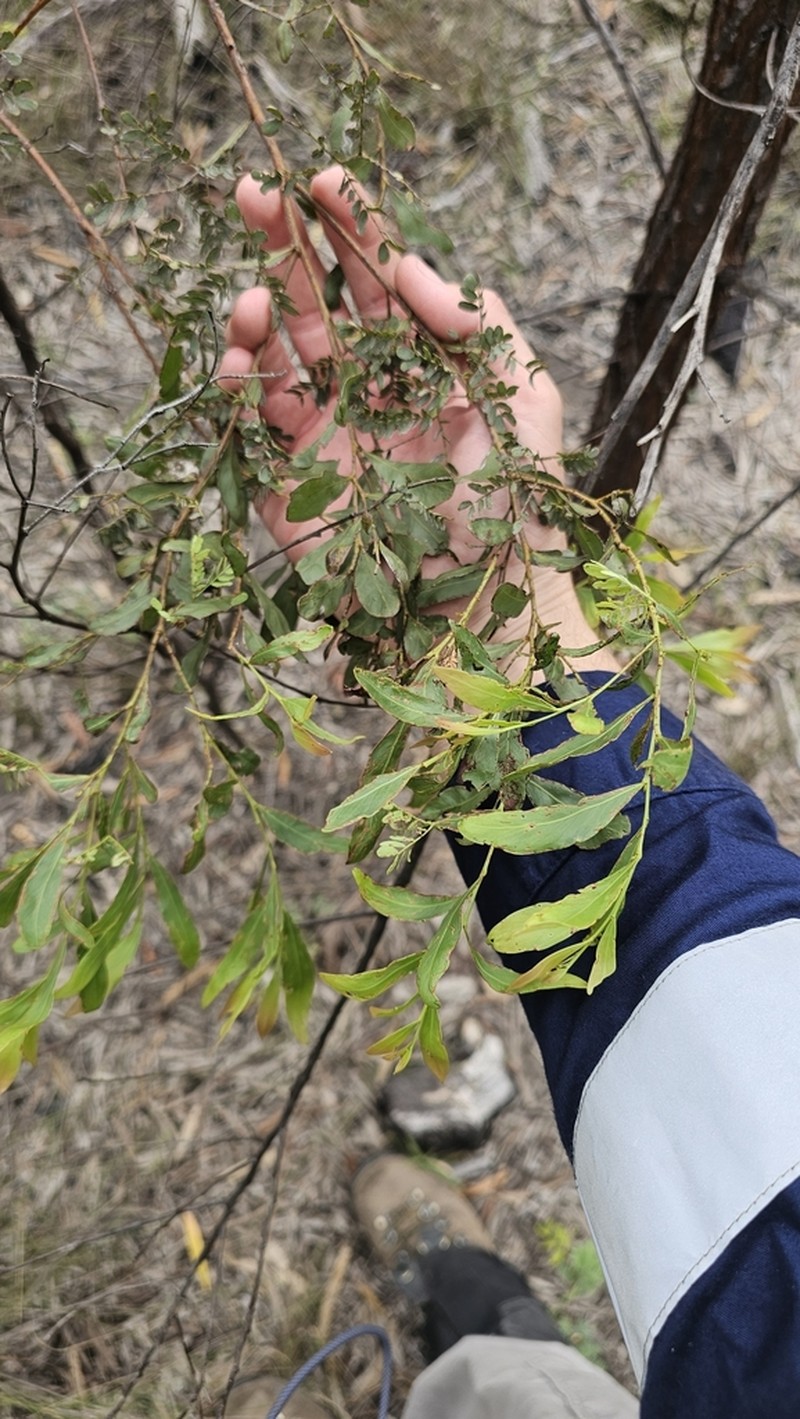 Acacia pustula photo 6