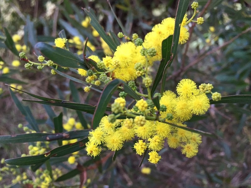 Acacia pustula photo 7