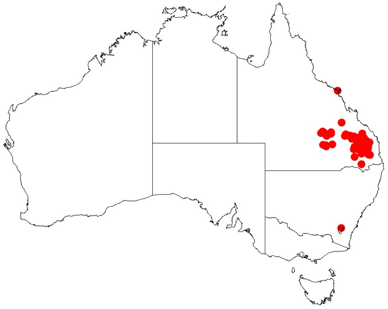 Acacia pustula