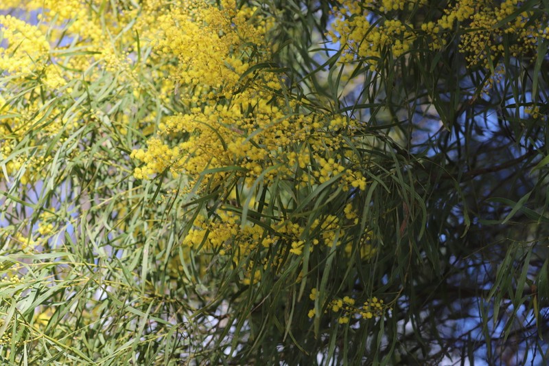 Acacia pustula photo 2