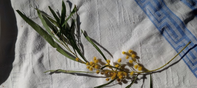 Acacia pustula photo 4