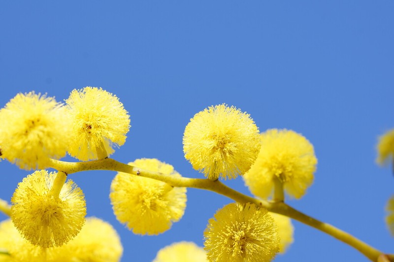 Golden Wattle photo 6