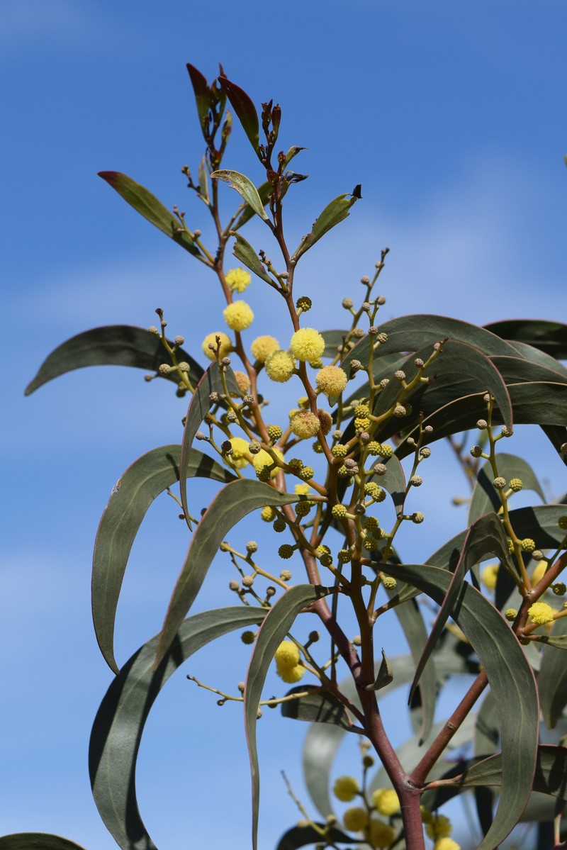Golden Wattle photo 2