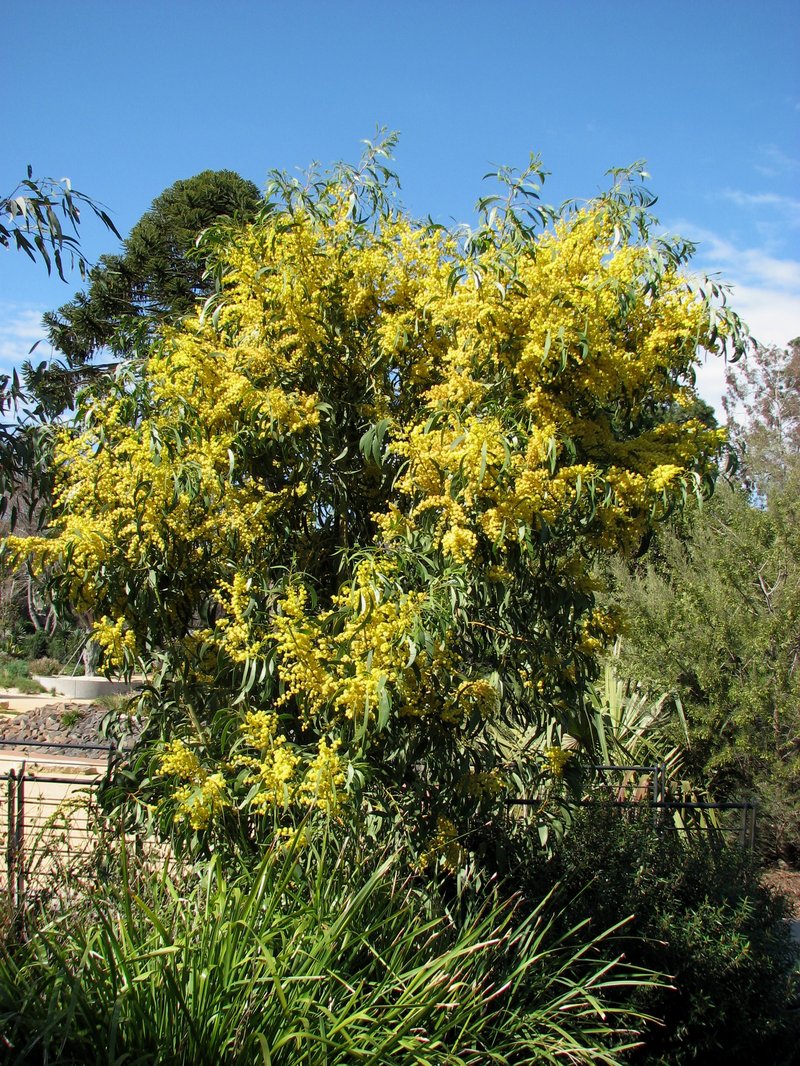 Golden Wattle photo 4