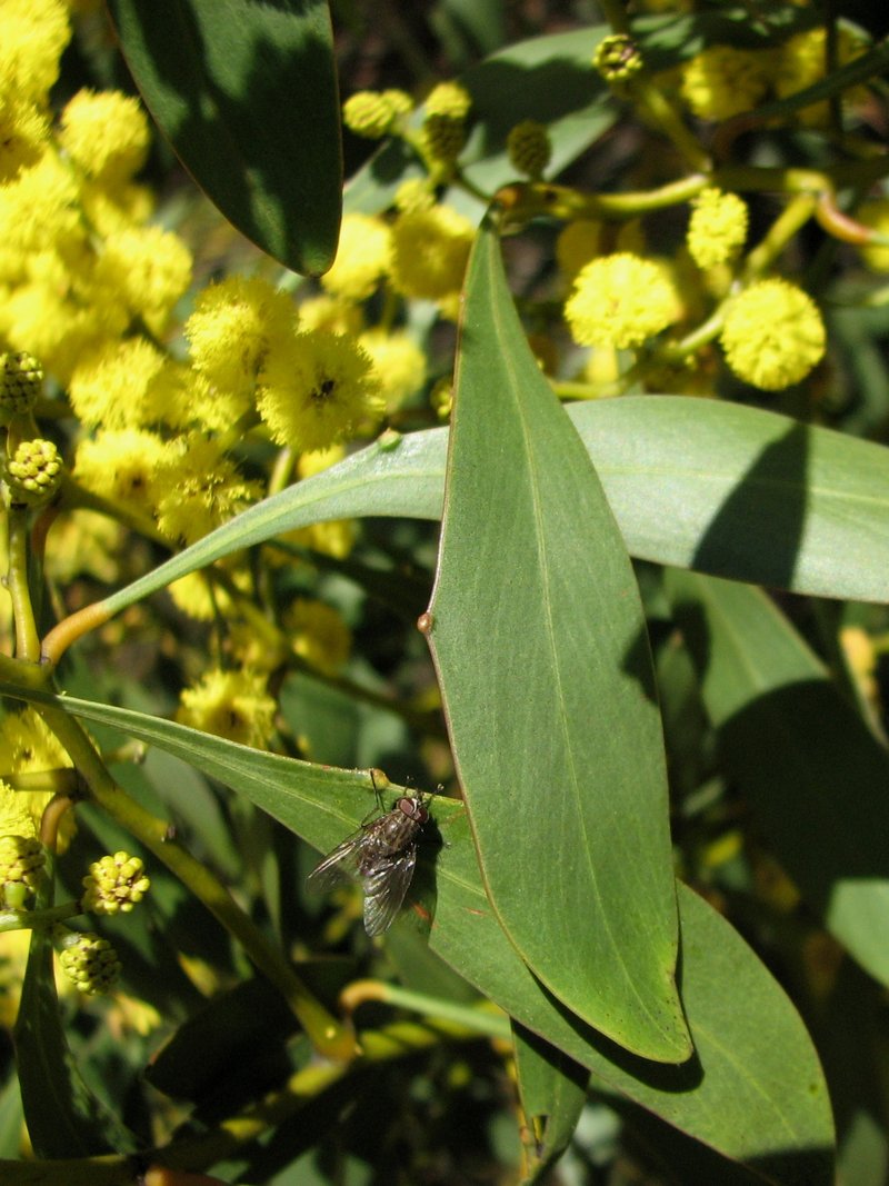 Golden Wattle photo 5