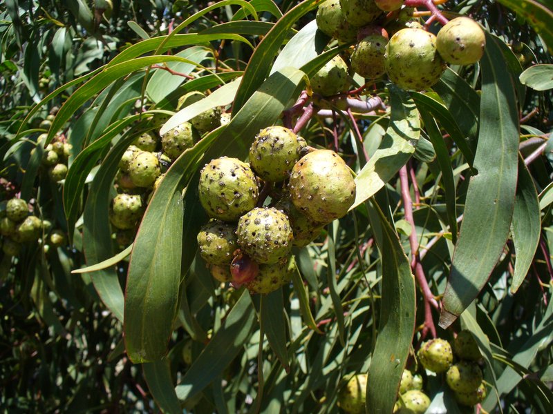 Golden Wattle photo 7