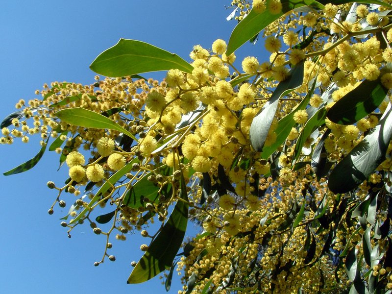 Golden Wattle photo 8