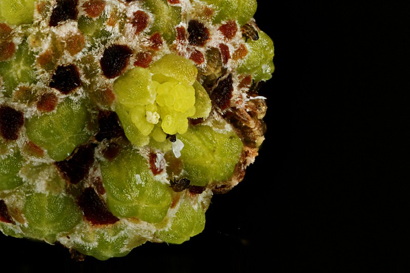 Golden Wattle photo 3