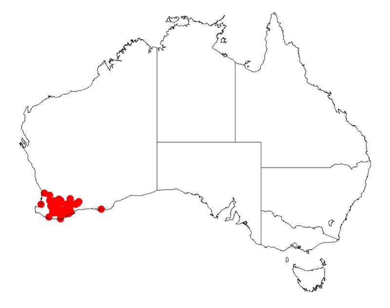 Acacia pycnocephala