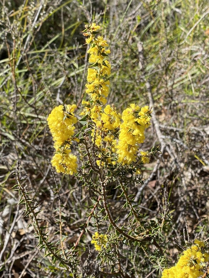 Acacia pycnocephala photo 2
