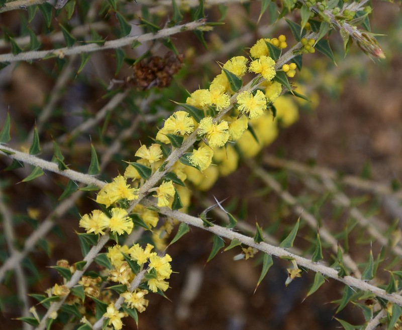 Acacia pycnocephala photo 3