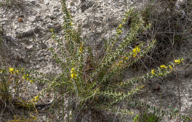 Acacia pycnocephala photo 4