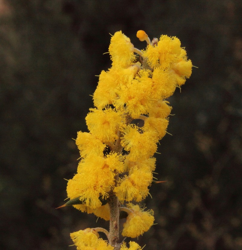Acacia pycnocephala photo 5
