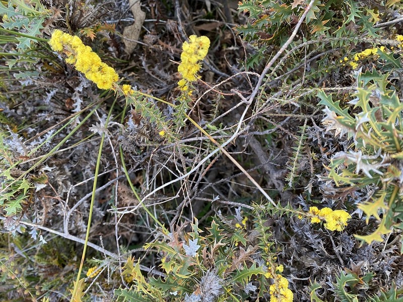 Acacia pycnocephala photo 6
