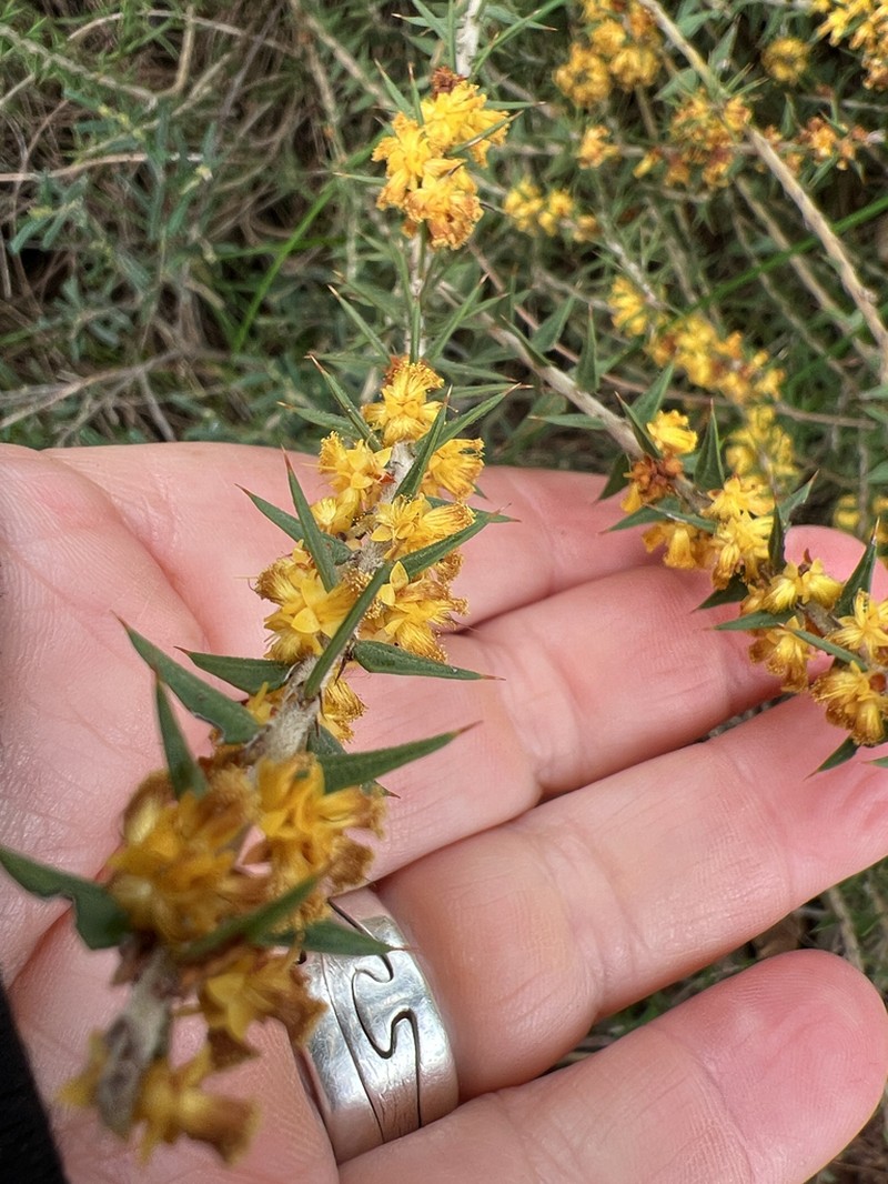 Acacia pycnocephala photo 8