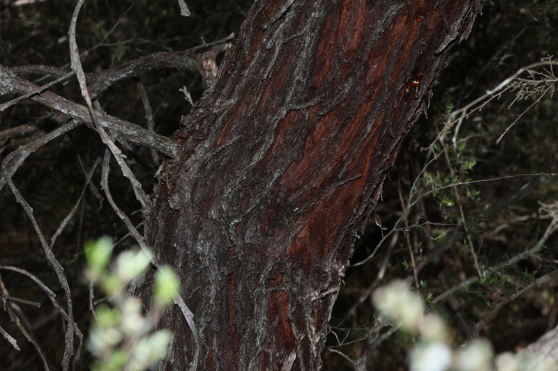 Acacia pycnostachya photo 3