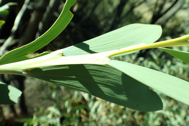 Acacia pycnostachya photo 4