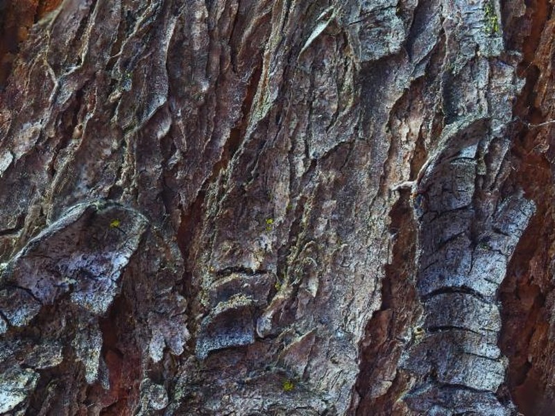 Acacia pycnostachya photo 5