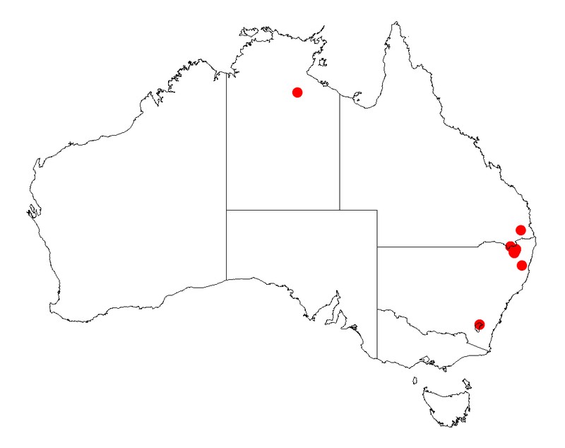 Acacia pycnostachya