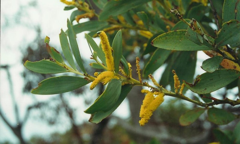 Acacia pycnostachya photo 2