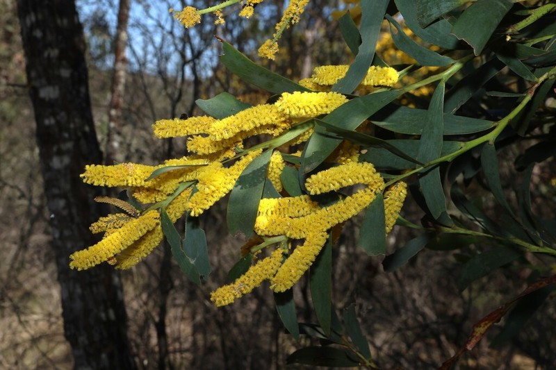 Acacia pycnostachya photo 3