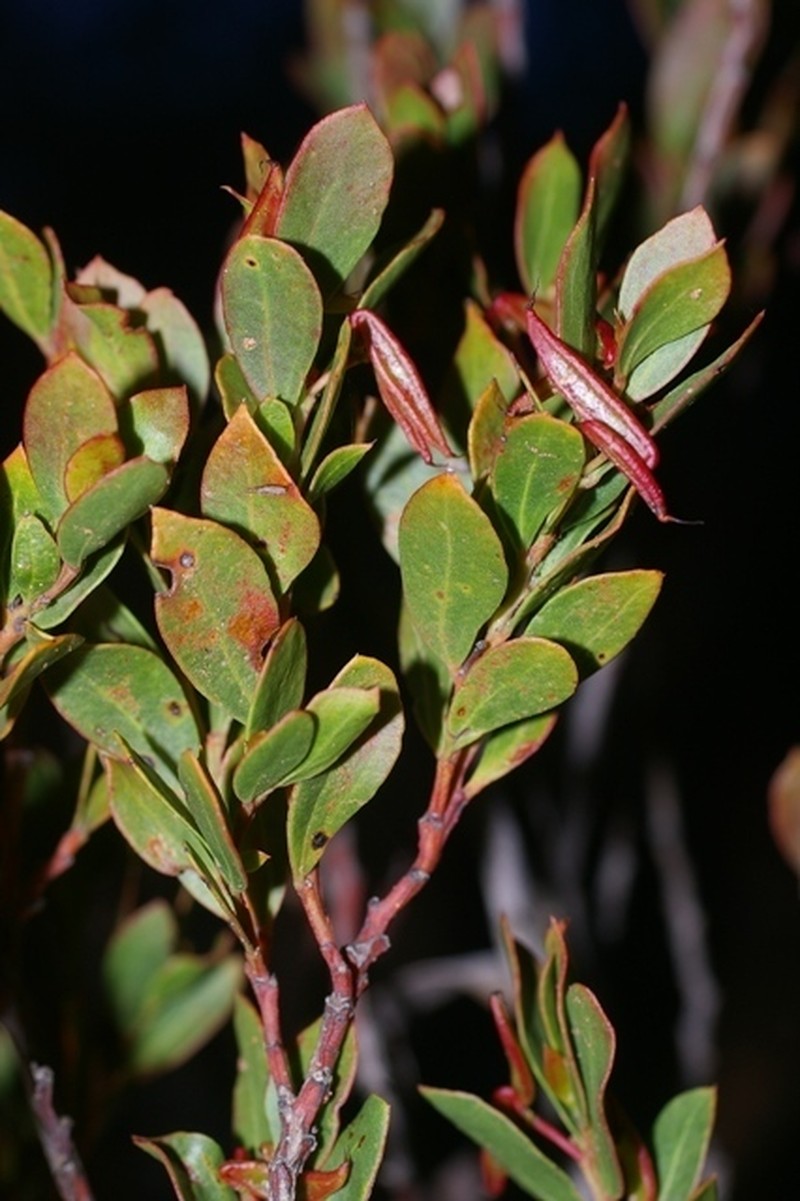 Acacia pygmaea