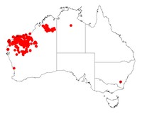 Acacia pyrifolia