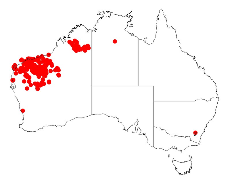 Acacia pyrifolia