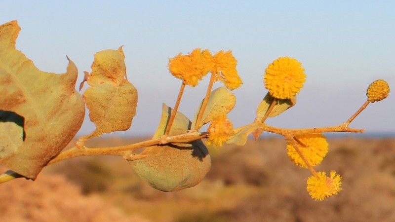 Acacia pyrifolia photo 2