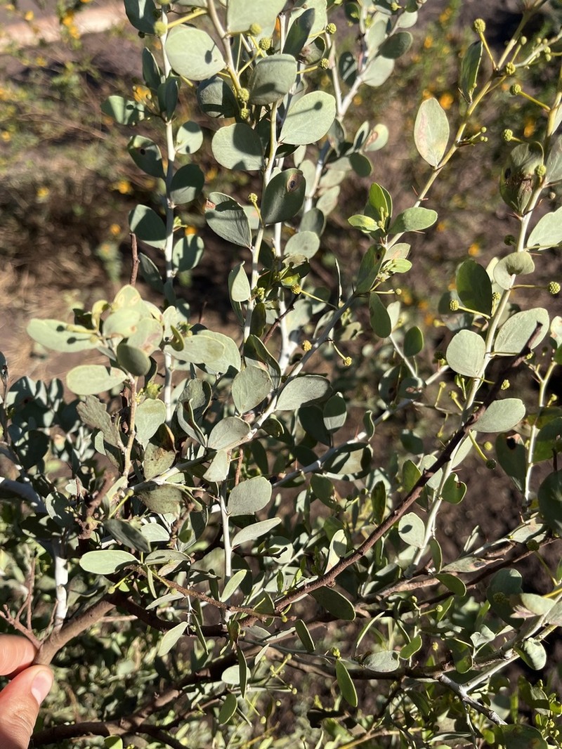 Acacia pyrifolia photo 3